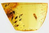 Fossil Bristle Millipede (Synxenidae) in Baltic Amber #310962-1